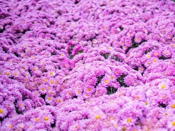 Close-up of purple flowers growing in field