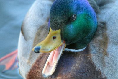 High angle view of male mallard duck with mouth open