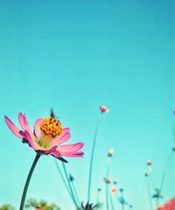 Close-up of insect on pink cosmos flower against clear blue sky