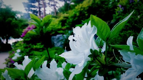 Close-up of white flower blooming outdoors