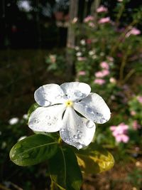 Close-up of white flowers