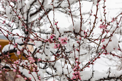 Low angle view of flowering tree during winter