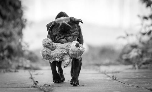 Portrait of pug carrying stuffed toy in mouth on footpath