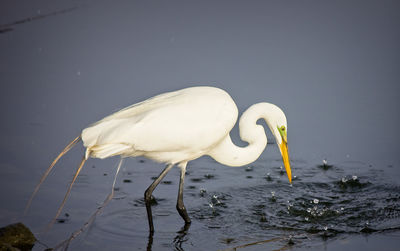 View of bird in lake