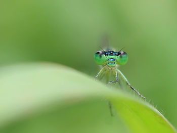 Close-up of head of insect