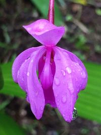 Close-up of water drops on pink flower