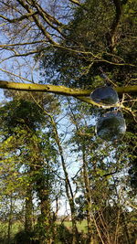 Low angle view of trees against sky