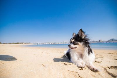 Dog on beach against clear blue sky