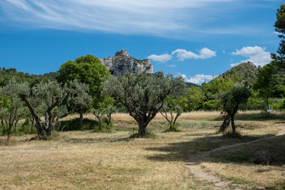 Trees on field against sky