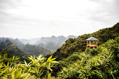 Plants and trees by mountains against sky