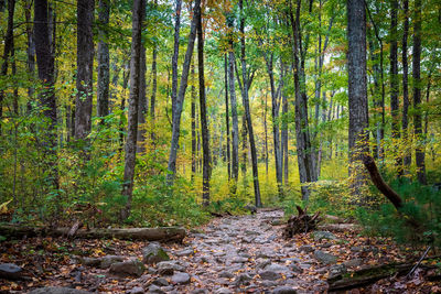 Scenic view of forest