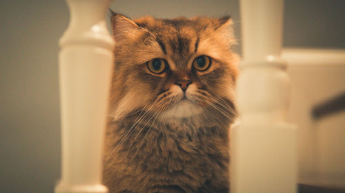 Close-up portrait of cat at home