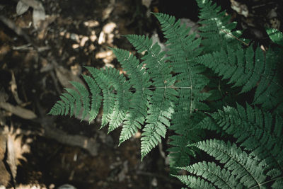 High angle view of leaves on tree