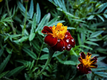 Close-up of orange marigold flower