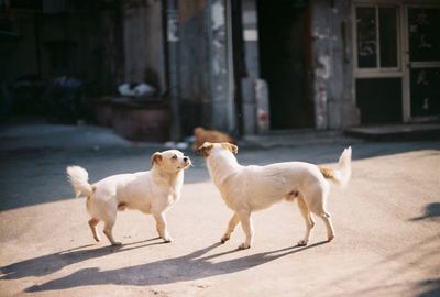 Side view of white dogs on footpath
