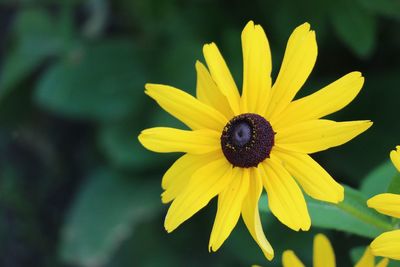 Close-up of yellow flower blooming outdoors