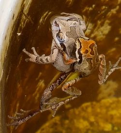 Close-up of frog on water