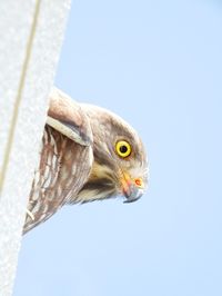 Close-up of a bird against clear sky