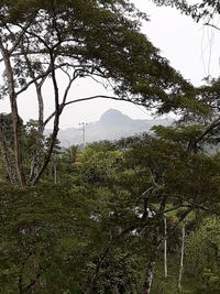 Scenic view of forest against sky