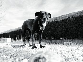 Portrait of dog standing on field