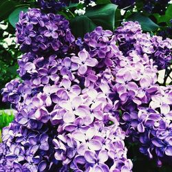 Close-up of purple flowers blooming outdoors