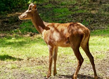 Full length of a horse on field