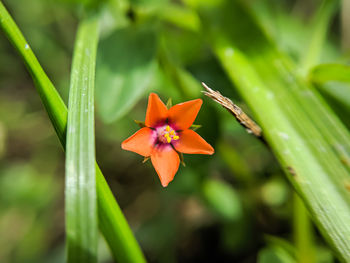 Close-up of orange flower