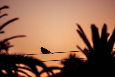 Silhouette birds perching on power lines against sky