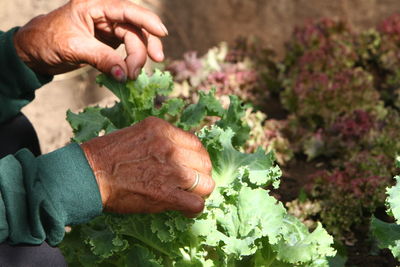 Close-up of man with lettuce