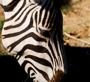 Close-up of zebra drinking