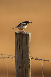 Bird perching on wooden post