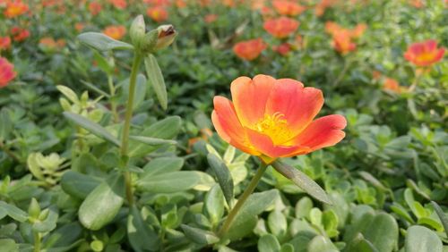 Close-up of orange poppy blooming outdoors