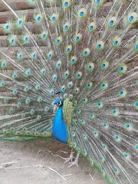 Close-up of peacock