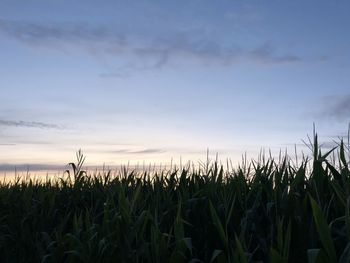 Crops growing on field against sky