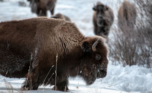 View of bison on snow covered land