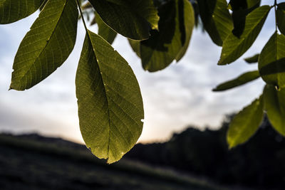 Close-up of leaves on tree against sky