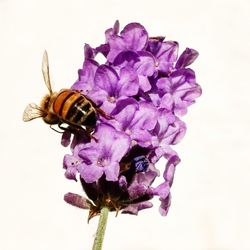 Close-up of bee pollinating on purple flower