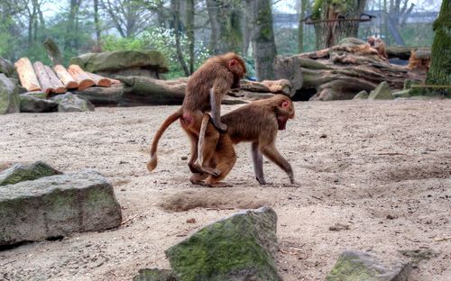 Monkeys in forest