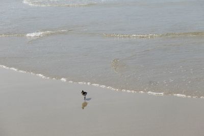 High angle view of dog on beach