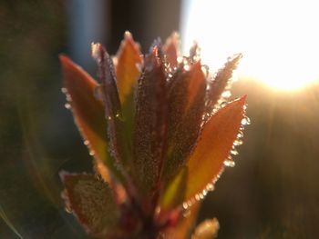 Close-up of plant