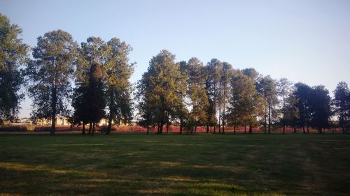 Trees on field against clear sky