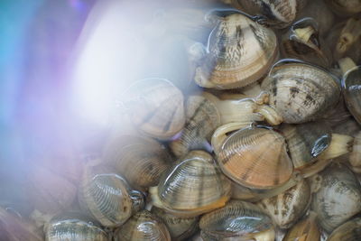Close-up of shells