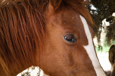 Close-up portrait of horse