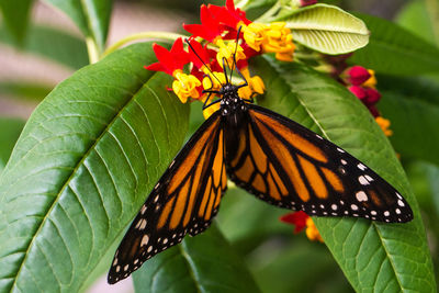 Close-up of butterfly pollinating on plant