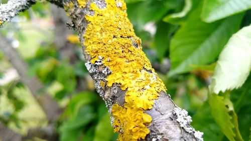 Close-up of yellow insect on tree trunk