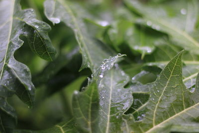 Close-up of raindrops on leaves