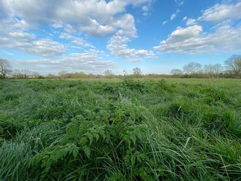 Scenic view of agricultural field against sky