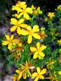 Close-up of yellow flower