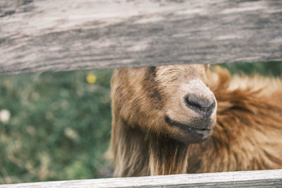 Brown goat hiding behind a fence