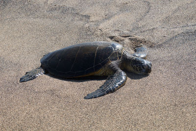 High angle view of turtle on sand